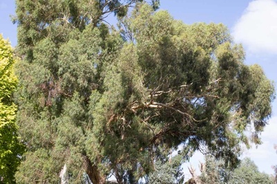 Eucalyptus melliodora